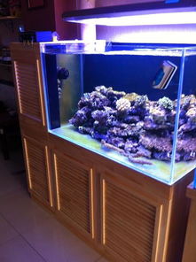 某海水鱼馆经典空间改造 超白鱼缸与定制底柜的艺术融合