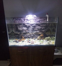 闲置鱼缸及全套宠物配件转让，适合新手养鱼爱好者