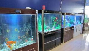 专业鱼缸清洗、护理与水族用品配送 打造健康水族环境的全方位服务